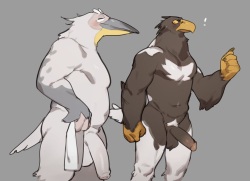El Pelicano y el Águila de Cola Blanca/Pelican and White-tailed Eagle